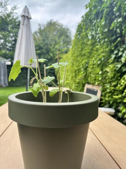 Four cucumber sproutings in a big green pot.