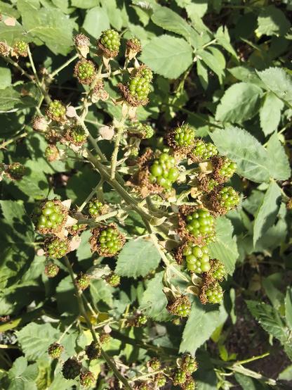 Blackberry fruits still green