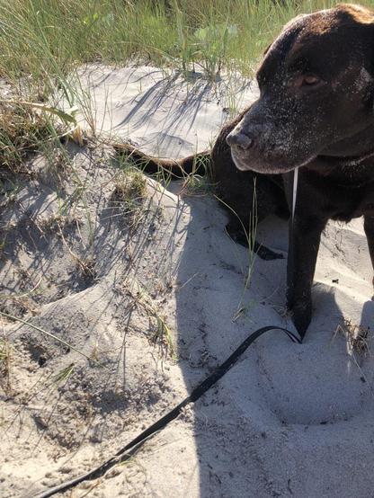 Brown labrador at the beach covered in sand.