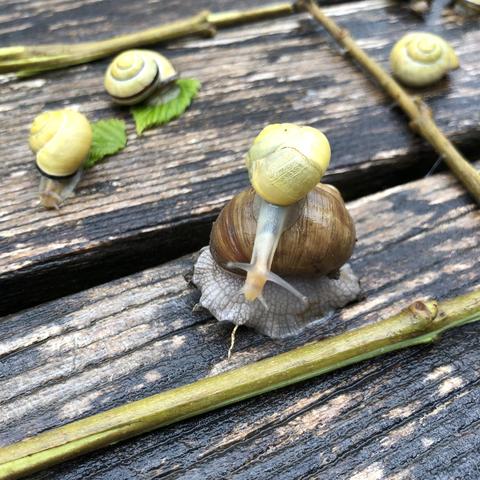 Eine Grosse Weinbergschnecke, darauf eine kleine Schnecke mit gelben Häuschen