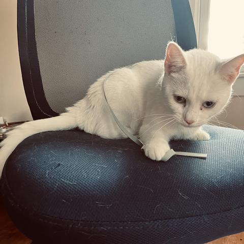 a white cat with one blue, one yellow eye holds down a shoe lace on the seat of her swivel office chair
