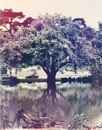 A scenic vista of a huge gorgeous tree growing on the edge of a small lake. The tree reflects into the nearly still water to give the illusion of its roots showing below. Behind the tree we see a few cars driving along enjoying a Sunday drive in the park.  The monotone image has splashes of reds, blues, and indigo gently washing across it so the black and white image glows with a fantastical presence. This was taken in Golden Gate Park and I just wanted to sit right here and take it all in for hours. 
