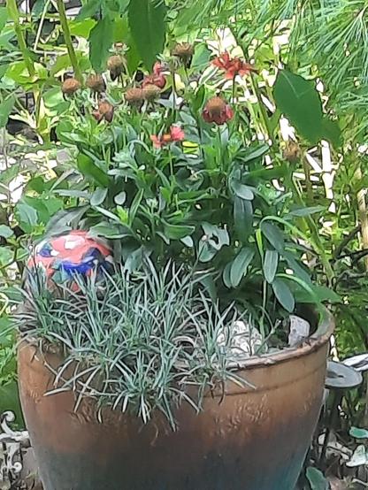 Gaillardia and dianthus coexist in a  ceramic planter.