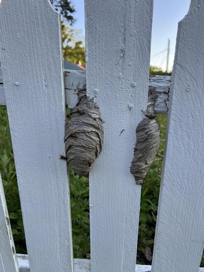 wasps have built a nest on my dilapidated white picket fence. Part of the nest shows on one side of a slat, and part shows up on the other side of the same slat—the nest wraps around the backside of the slat. 