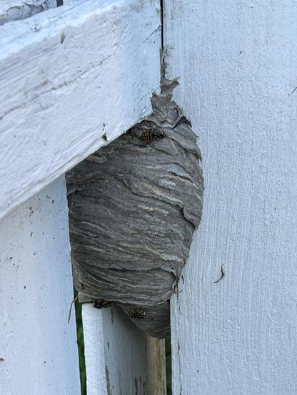 wasp’s nest viewed from inside the fence. It does indeed wrap around one of the slats, and is quite thick. I can’t believe I didn’t discover it earlier, and I’m glad I haven’t gotten stung by any of the wasps. I will avoid that corner until the end of summer. 