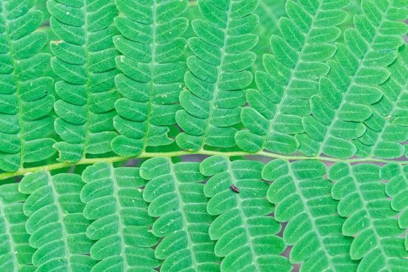 Roughly 7 fronds branch off alternates sides of the stem of a fern