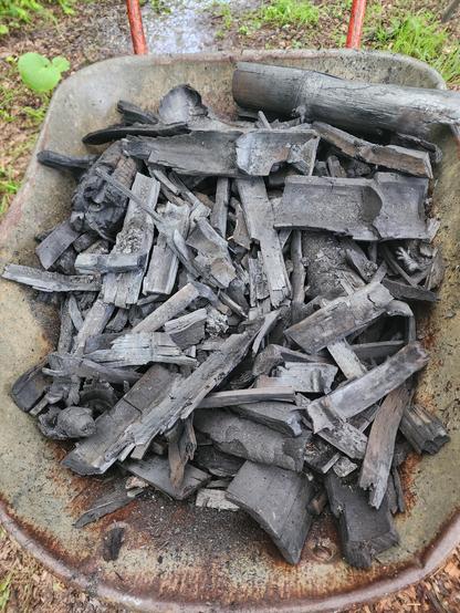 Wheelbarrow full of black, shiny biochar