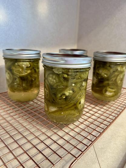 Four 16 oz. jars of pickled jalapeño peppers, cooling on a copper cooling rack on a beige kitchen counter, tucked into a corner. 