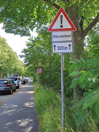 Verkehrszeichen 101 „Gefahrstelle“ (Rotes Dreieck mit schwarzem Ausrufezeichen auf weißem Grund) mit Zusatzzeichen „Otterwechsel“ und „300 m“. Das Schild steht am Grünstreifen mit neben dem Fußweg an einer Allee mit parkenden Autos
