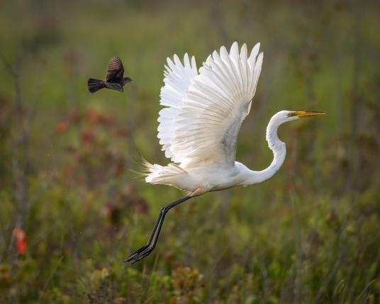 A Great Egret being chased by a female Red-winged Blackbird against a blurred background of greenery.
