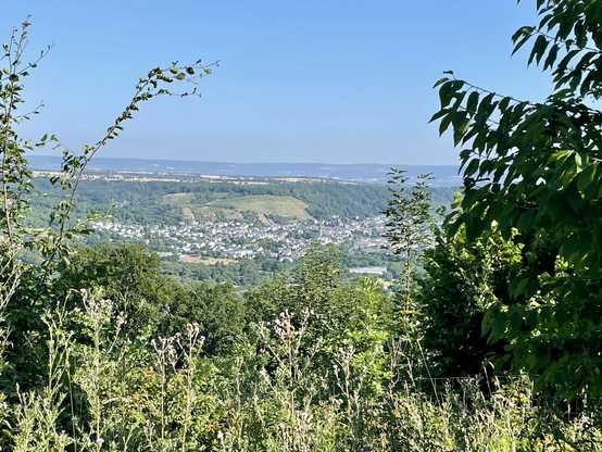 Stadtwald mit Blick auf Metternich