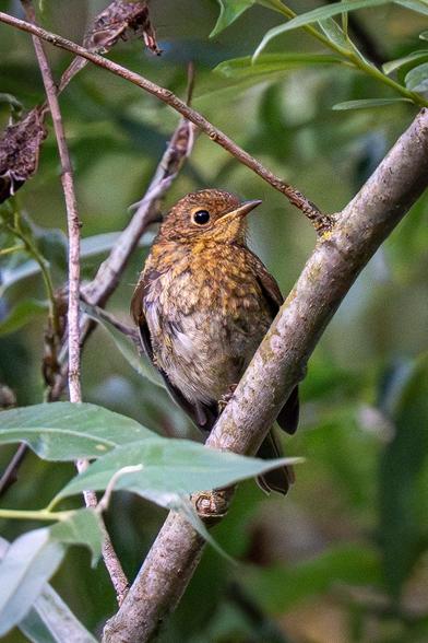 The picture shows a frontal view of a young European robin perched on a thick, sloping willow branch, surrounded by leaves and branches. The bird turns its head to the side, revealing its black eye. Its spotted, rusty breast and head feathers are the distinctive features of a young specimen.