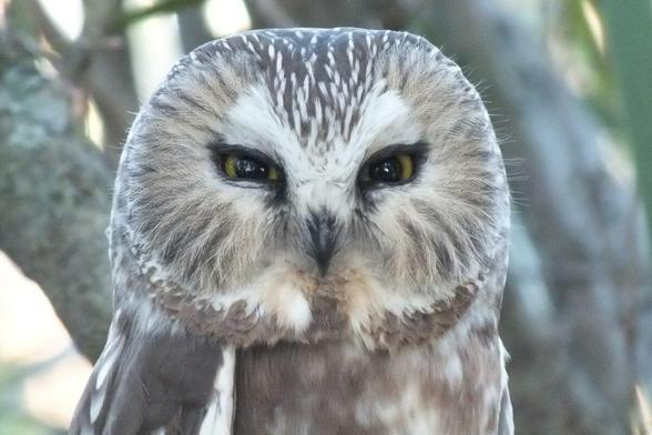 Northern Saw-Whet Owl in a park in Toronto, Canada. 