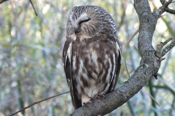 Northern Saw-Whet Owl in a park in Toronto, Canada. 