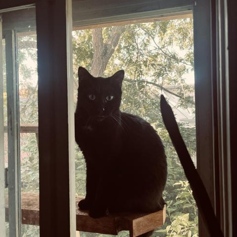 a black cat sits on a plank in a catio outside an open window looking in; the shaft-like leaf of a snake plant in the foreground