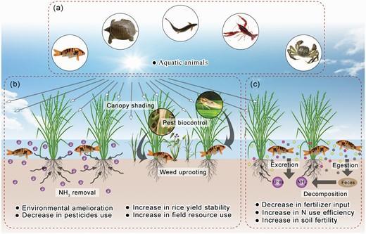 Conceptual framework for key factors and mechanisms explaining the enhanced ecosystem functions and ecological intensification through coculturing rice with animals.