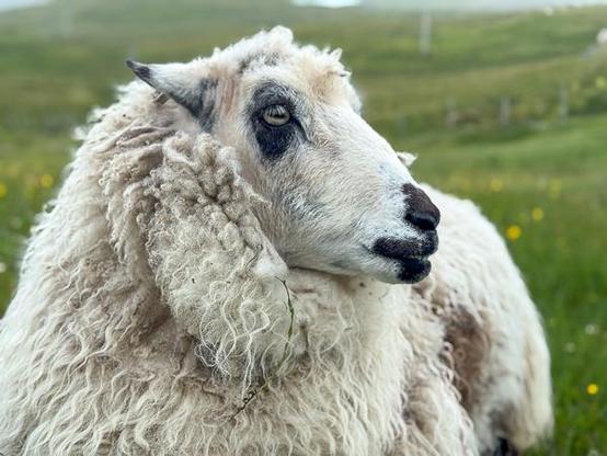 Shetland sheep, "Lambie"