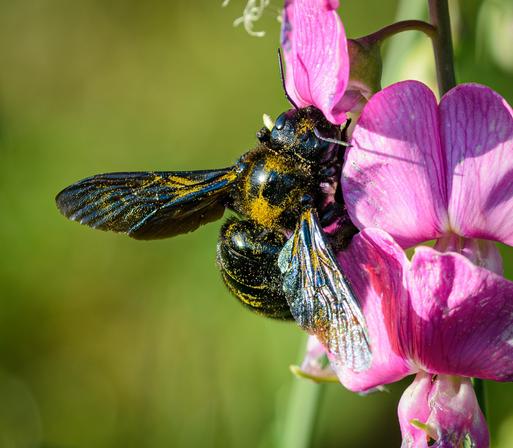 A close-up photo of a large blue-black bee covered in yellow pollen, feeding at a pink-purple flower.