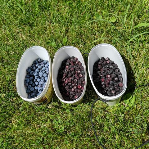 A photo of 3 half filled oval containers with berries that have just been picked. On the left are blueberries, and the other two are black caps, or black raspberries. The blueberries are blue, the black caps are a dark purple.
