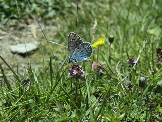 A beautiful butterfly