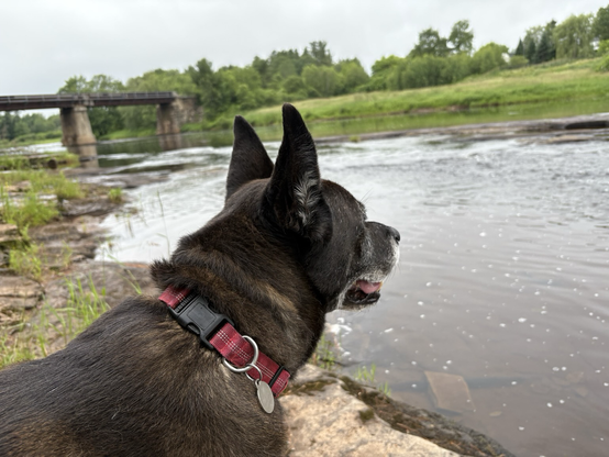 A picture of my dog Rex looking out over a river.