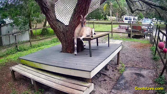 A tan goat with horns and tiny ears is resting on a bench atop a deck surrounding an old oak tree. Her right foreleg dangles over the edge from her hip joint and her left foreleg dangles at the knee, in a very relaxed pose.