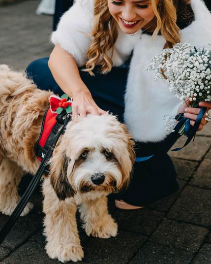 Cute wedding dog with festive bow at South Wales winter wedding in Myddfai