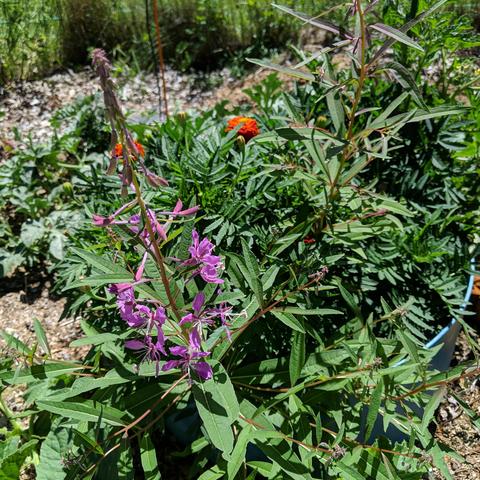 Pink or purple fireweed flowers. Also known as willowherb by some. They are in a very large planter that is buried in the center of a raised garden bed. There are some orange and red marigolds blooming in the background. The pot also has a tomato plant.