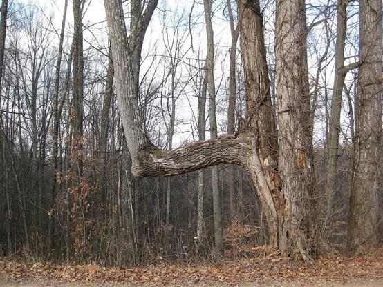 Árbol con el tronco acodado.