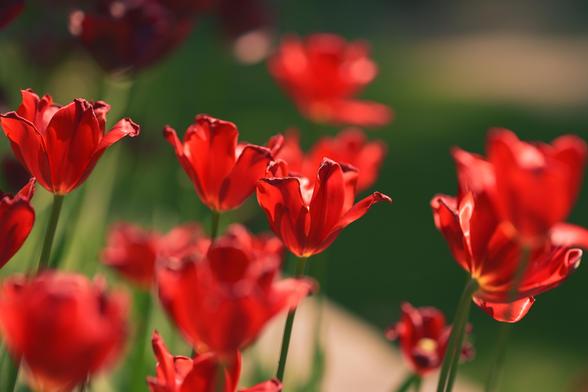 Picture of red flowers in garden.