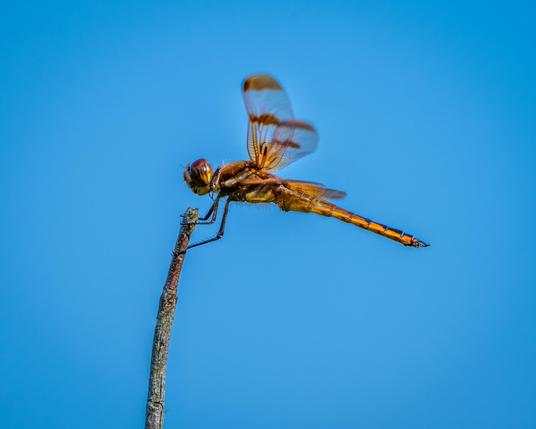 A close-up photograph of a Halloween Pennant dragonfly perched on a twig against a blue sky.
