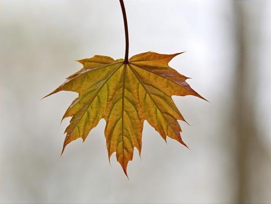 A single autumn maple leaf hangs vertically from its thin brown stem against a soft, blurred gray background. The leaf displays vibrant fall colors - green near the stem transitioning to yellow in the middle and orange-brown at the pointed tips. Strong backlighting makes the leaf appear translucent, clearly revealing its network of veins spreading from the center to each of the leaf's seven pointed lobes. The maple leaf fills most of the frame and appears to be floating in space due to the minimal, out-of-focus background.