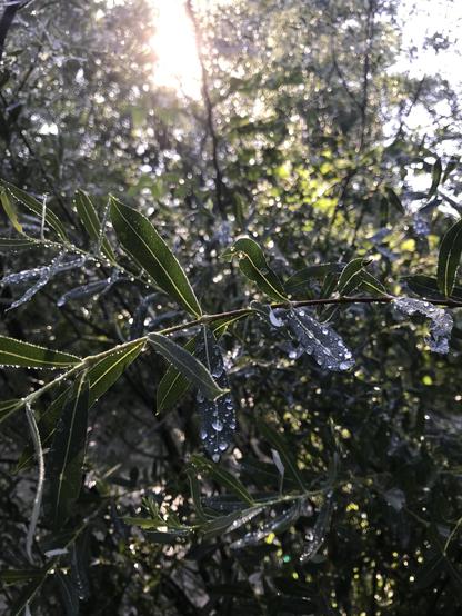 Gouttes de pluie sur un jeune arbre après l’orage de la nuit