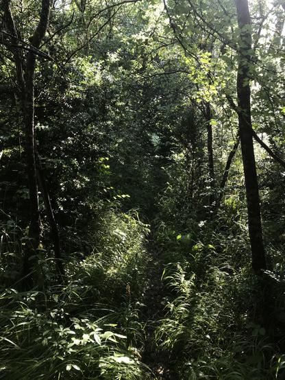 Sous-bois frais du matin