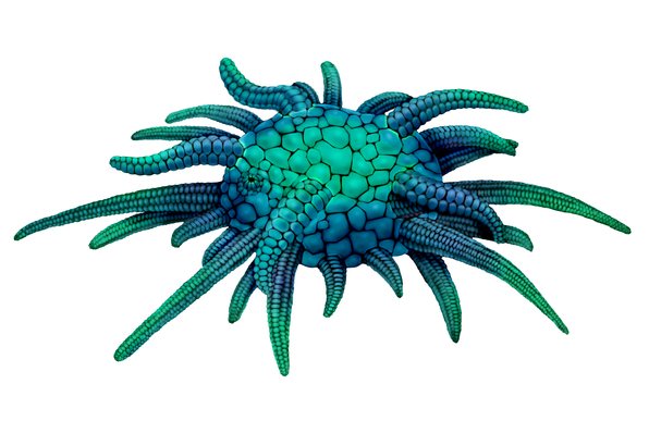 Cuerpo circular, como un erizo de mar, con brazos agrupados de distinta longitud y con placas.