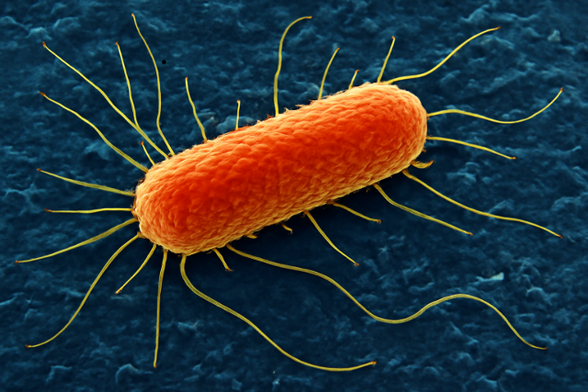 Image microscopique colorisée d’une bactérie opportuniste, illustrant les infections respiratoires favorisées par la mucoviscidose.