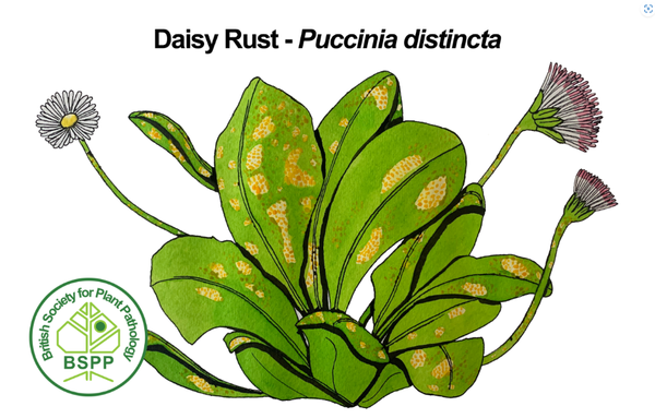 The painting shows a lawn daisy infected with Puccinia distincta. The daisy has three flower stems topped by small white flowers, and 12 leaves. There are yellow chlorotic regions on the leaves and stems, and small orange pustules. Infected leaves appear pale, stand more erect, and have rust blisters with cluster-cups (aecium/aecia) on both surfaces.