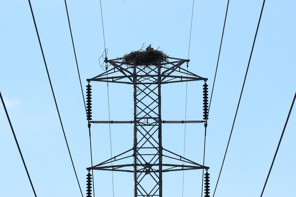 Photograph of an osprey nest atop a high-tension power line tower with an adult and a youngster looking over the top.
