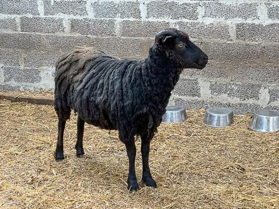 Sheared Shetland sheep