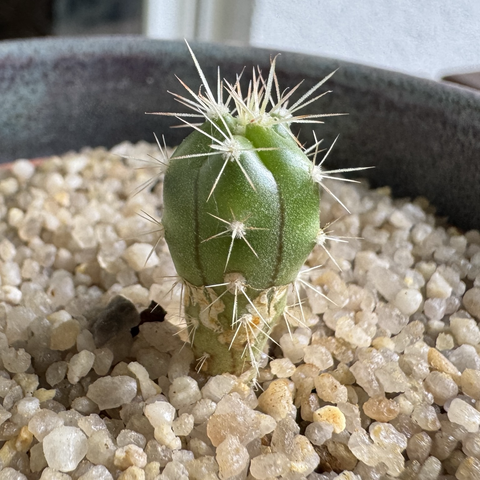 Ca 2,5cm grosser leicht kugeliger Kaktus. Frisches grün, die längstreifen in dunklem rotbraun. Kurz spitze Stachelpaare in weiß. 