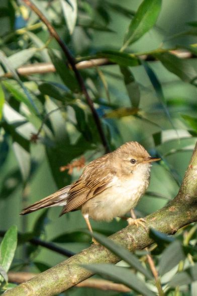 The picture shows a marsh warbler partially seen from the side as it stands on a thick willow branch. It is surrounded by leaves and branches, and is illuminated by stark sunlight.