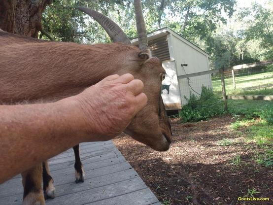 The goat is now being scratched on her face by her human. The goat is very happy!