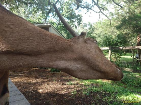 A brown goat with horns and tiny ears stands on a deck surrounding an old oak tree. She is extending her head and face out for her human to scratch her face, which she loves!