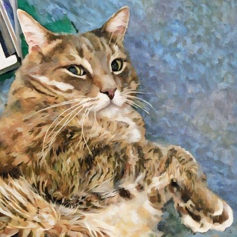 In a photo softened by a watercolor filter, the top half of a big gray tabby cat with white underside stares up from the surface of a blue covered, bed with the corner of a laptop visible behind his head, illustrating How Cats Know It's Us.