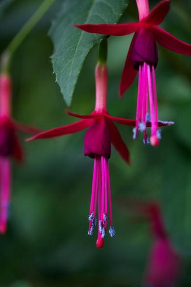 A close-up of fuchsia flower in shades of purple, with blue spots on the top of the stamens.