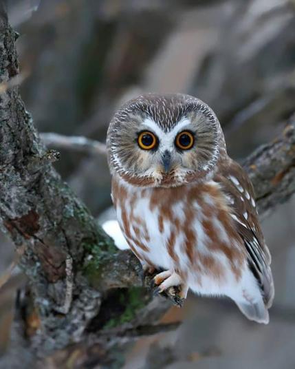 Saw-Whet Owl perched on a tree