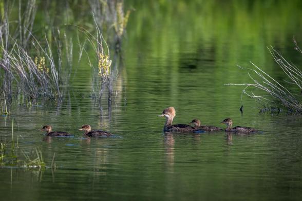 A Hooded Merganser paddling along with four of her ducklings, on rippling water reflecting greenery from behind.
