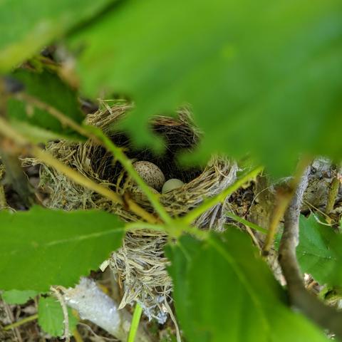 The same nest as views through the blackberry leaves above it.