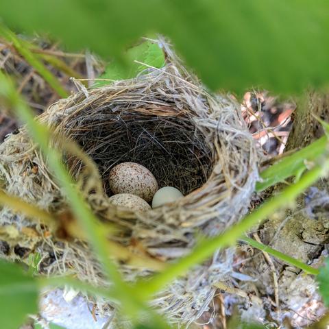 A photo showing a small bird nest. There is a small light colored, slightly blue, egg and two bigger brown speckled eggs that are parasitic.. 