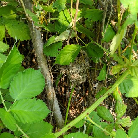 The nest as viewed from the side. It is about 3 feet or less off of the ground in some scrubby poplar brush with blackberries.